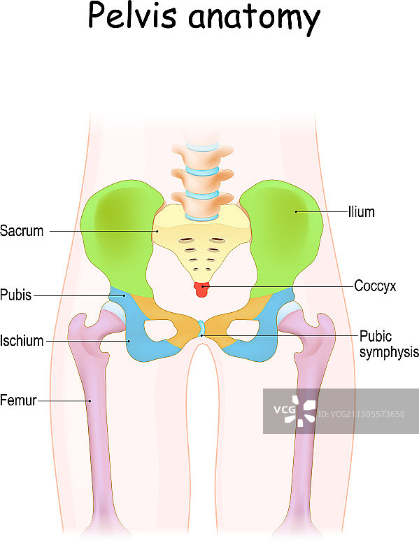 骨盆解剖彩色结构图图片素材