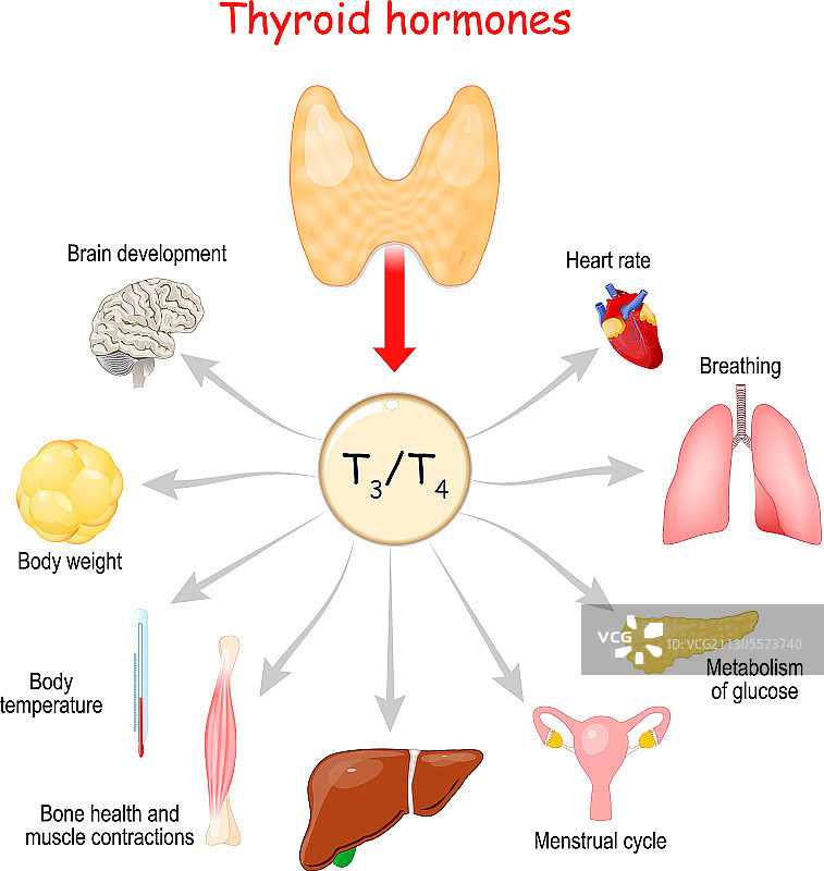 甲状腺荷尔蒙图片素材