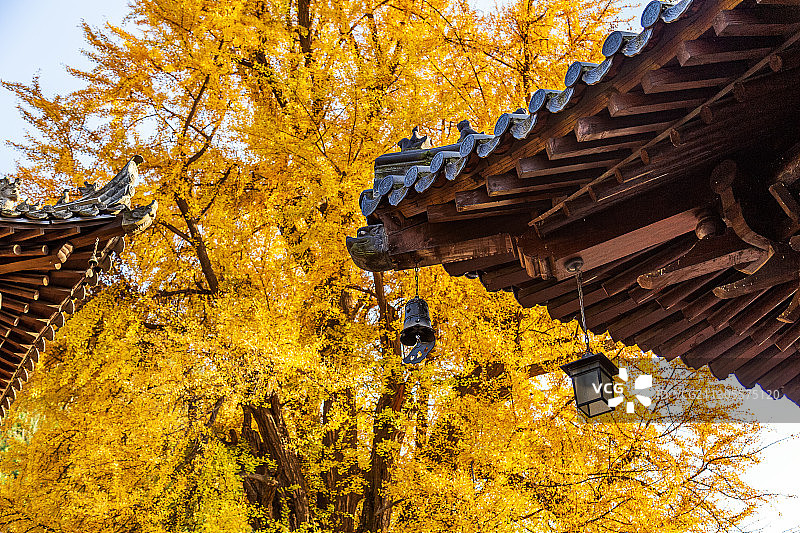 西安古观音禅寺秋景图片素材