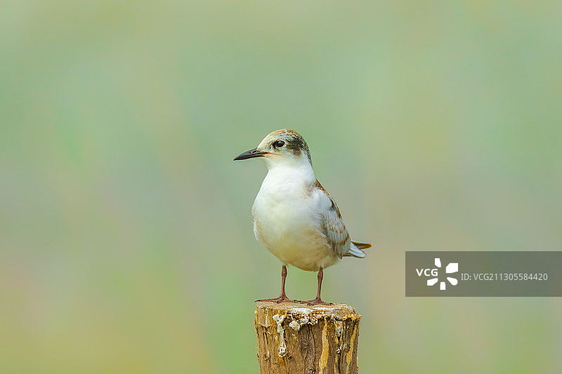 须浮鸥图片素材