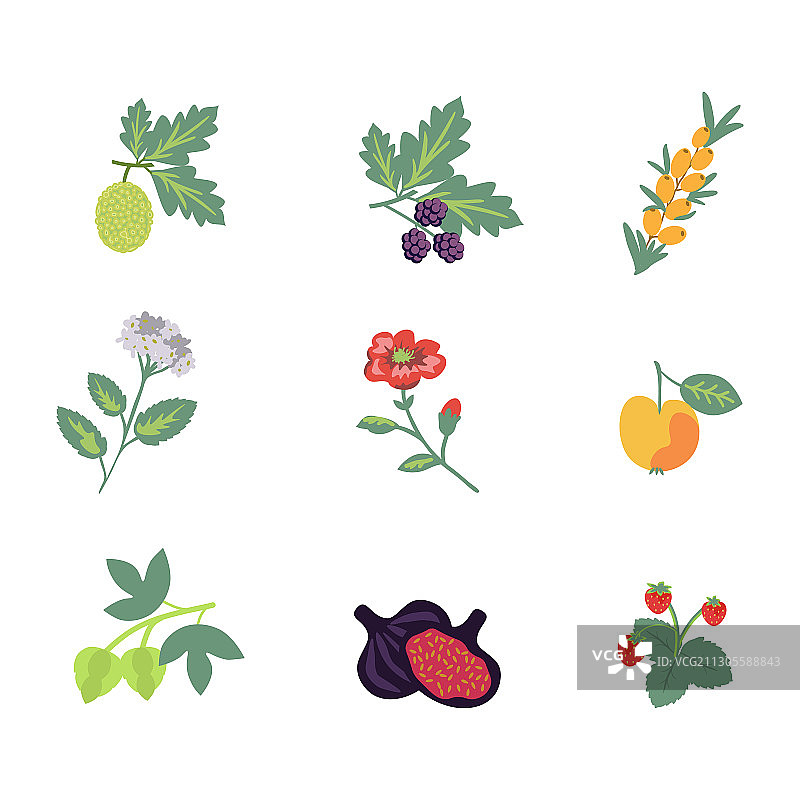 蔷薇科植物合集图片素材