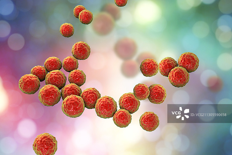 粪肠球菌细菌，图示图片素材