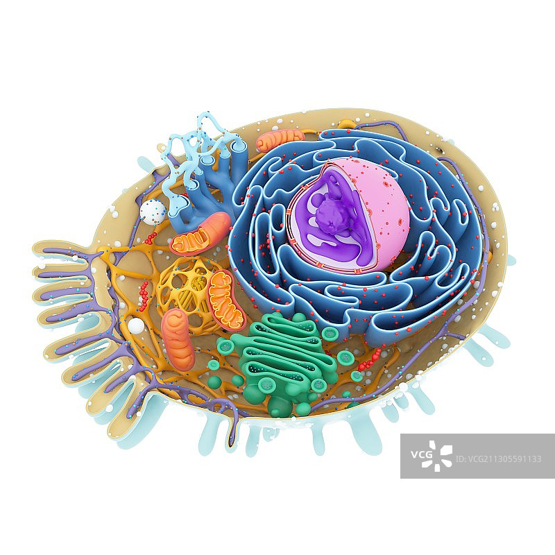细胞结构，图示图片素材