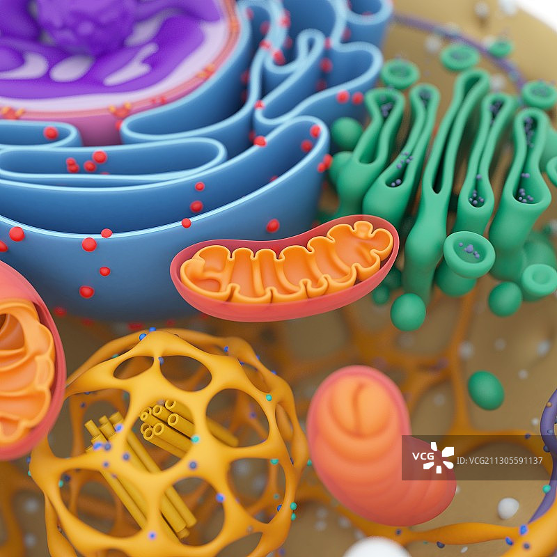 细胞结构细节图图片素材