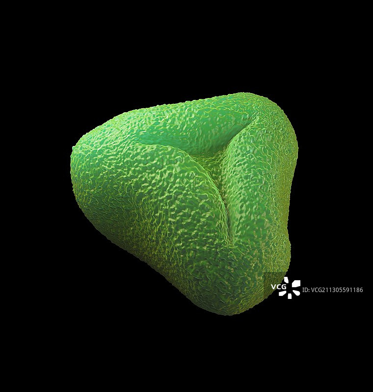 红千层花粉图片素材