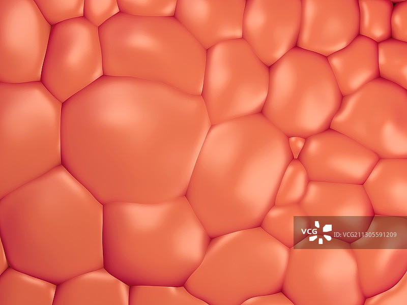 脂肪细胞图片素材