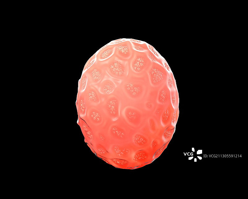 线虫卵图片素材