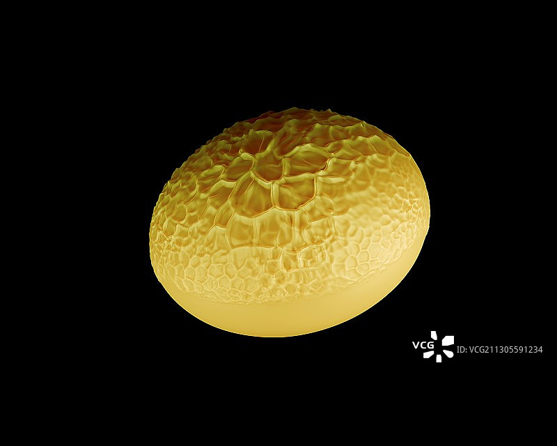 老虎百合花粉图片素材