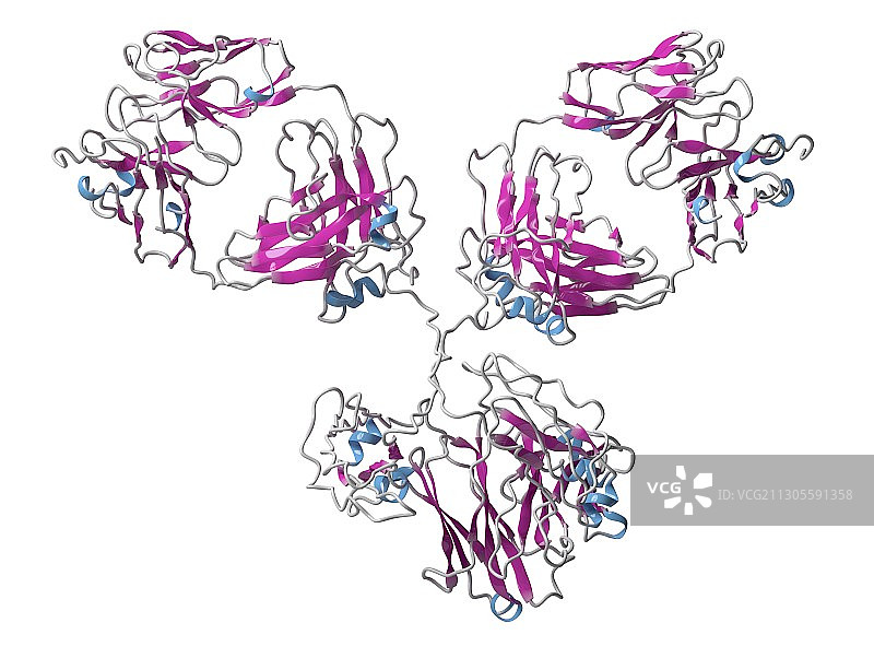 单克隆抗体IgG1分子图示图片素材