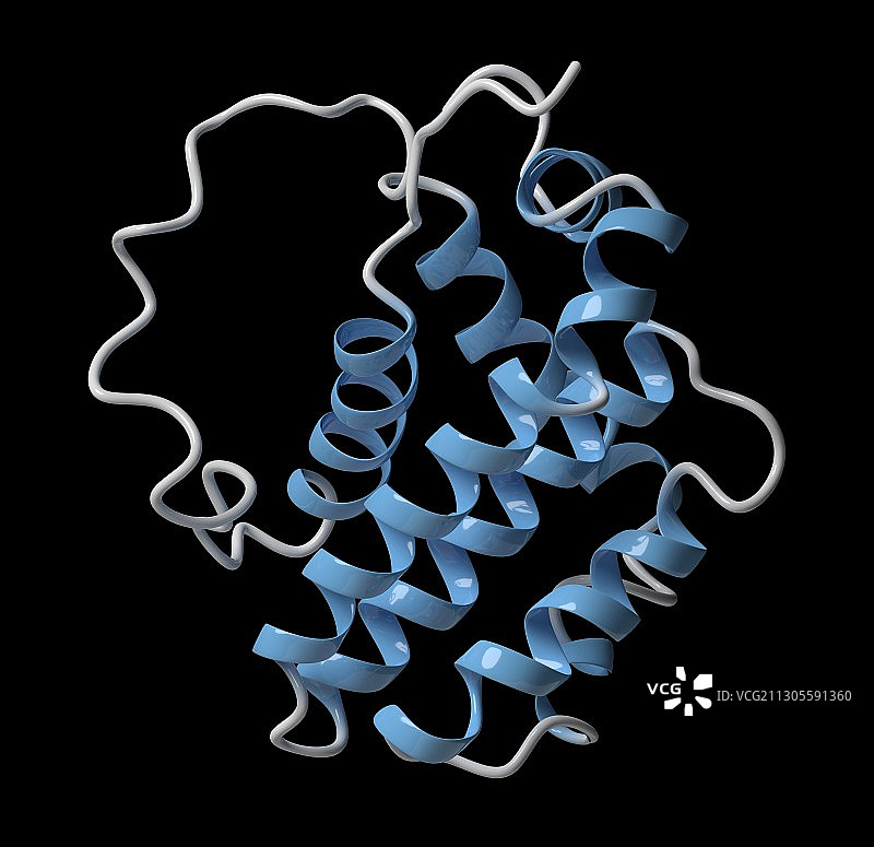 BCL-2调节蛋白分子结构图图片素材