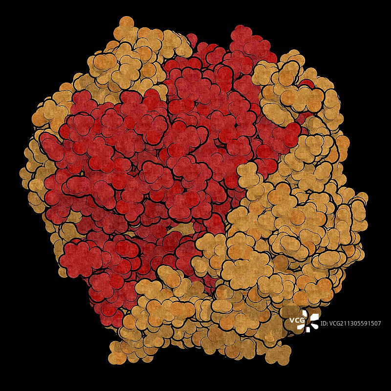 γ-谷氨酰转肽酶1示意图图片素材