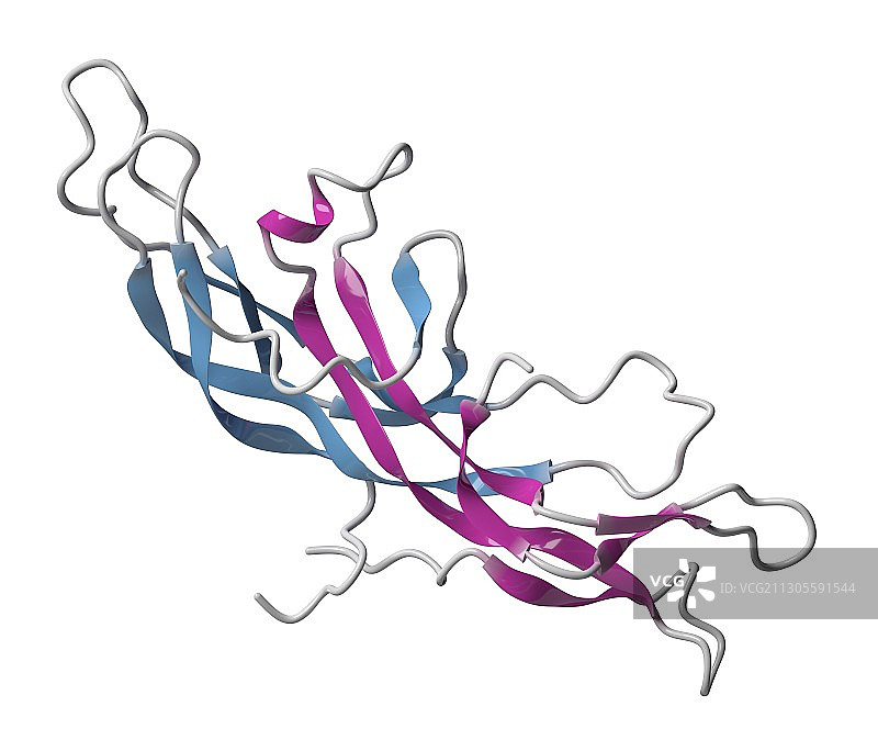 绒毛膜促性腺激素分子图图片素材