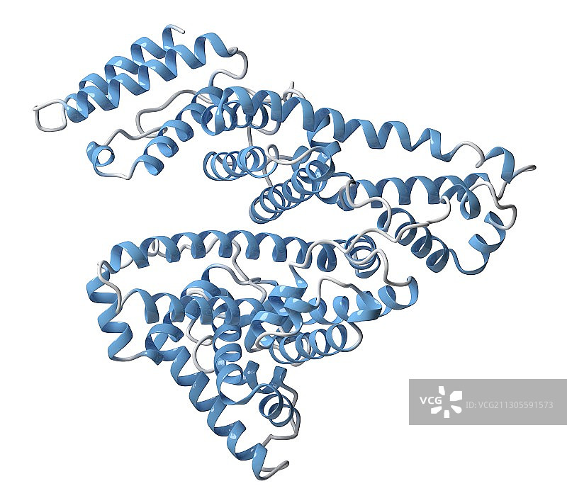 人血清白蛋白分子图图片素材