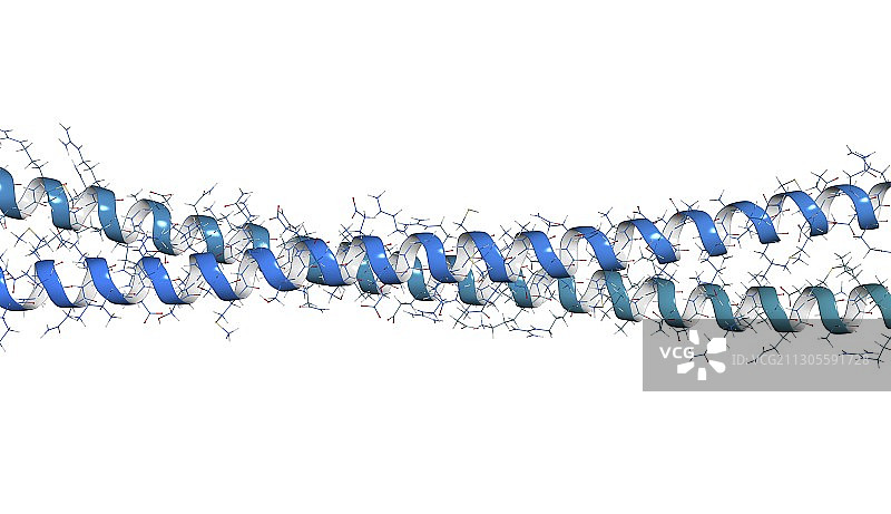 角蛋白丝分子结构图图片素材