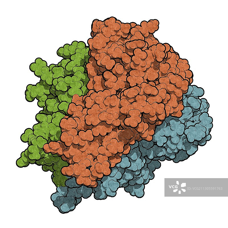肿瘤坏死因子α分子结构示意图图片素材