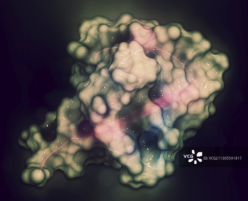 泛素分子，图示图片素材