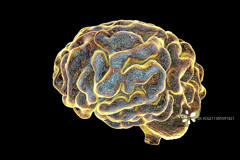 人类大脑、插图图片素材
