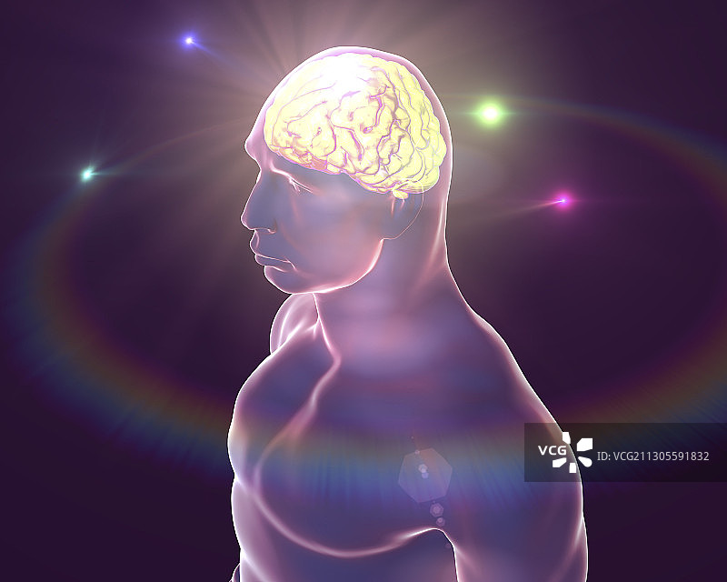 人类大脑、插图图片素材