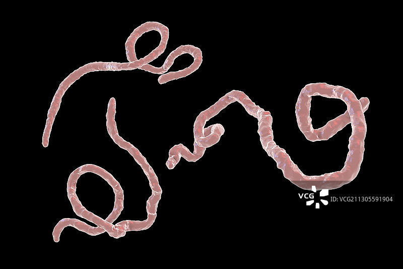 埃博拉病毒颗粒图图片素材