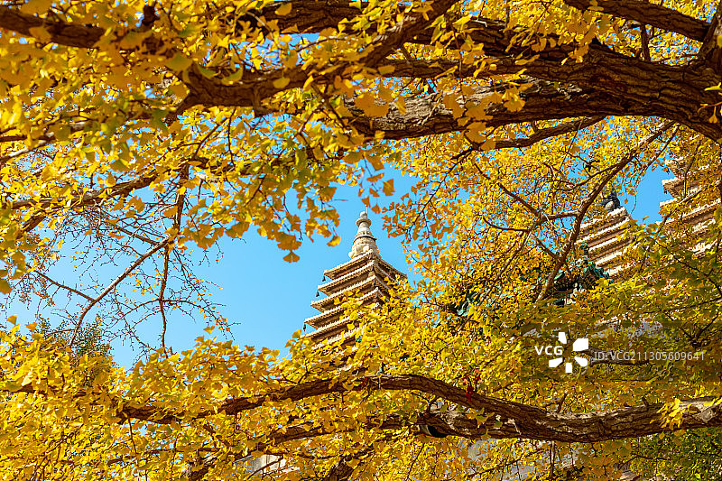 佛塔银杏秋景图片素材