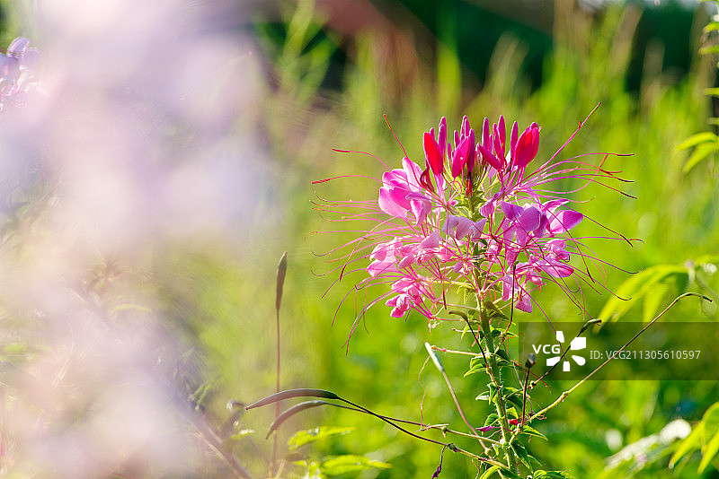醉蝶花图片素材