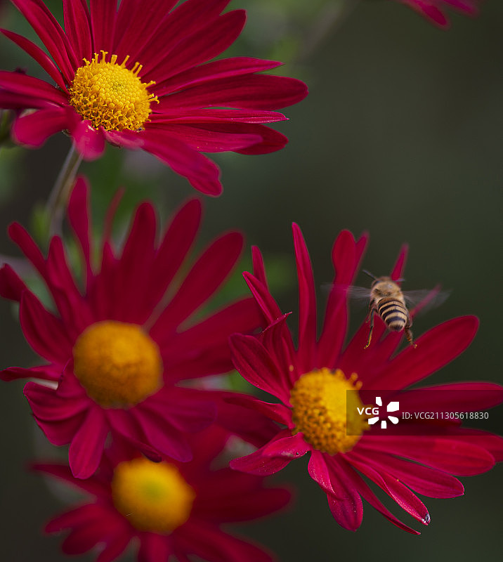 红菊，萦绕其上的蜜蜂，秋图片素材