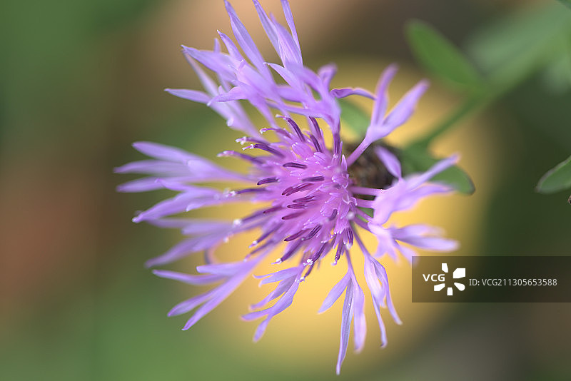 矢车菊图片素材