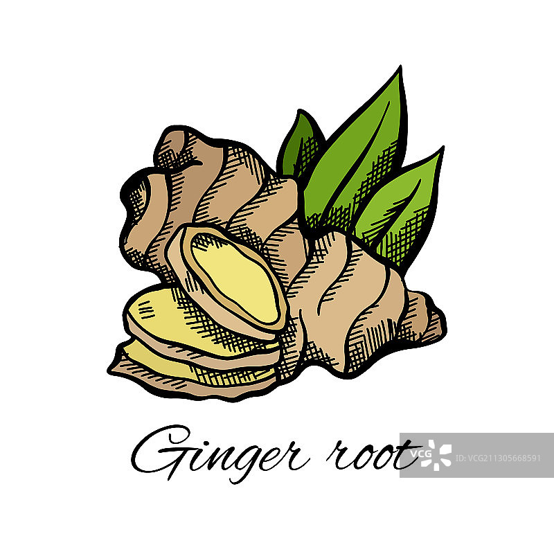 彩色生姜根叶素描图片素材