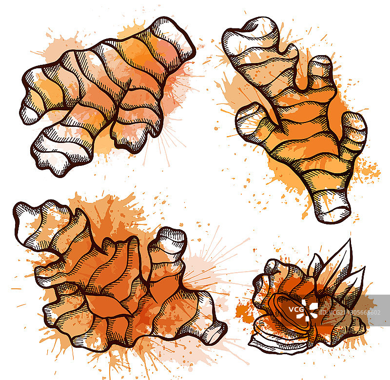 水彩姜根素描图片素材