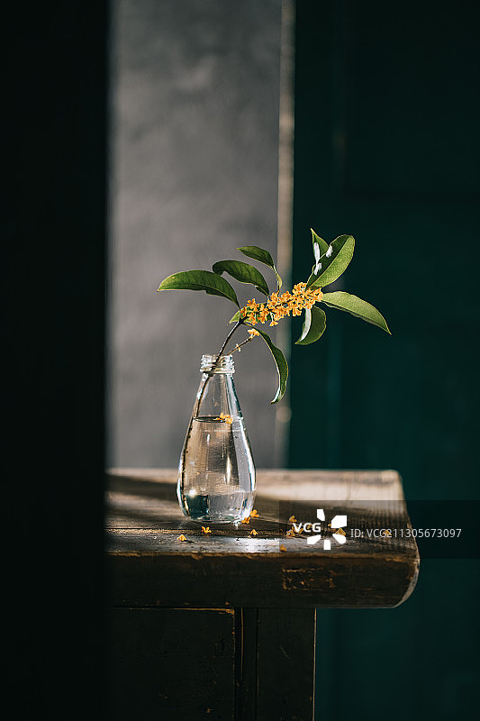 九月•桂花开•空气中充满了香甜～图片素材