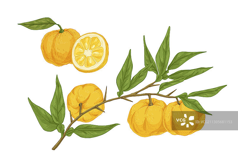 彩色手绘黄色柚子图片素材