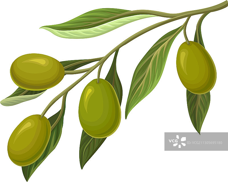 挂满油性浆果的绿色橄榄枝图片素材