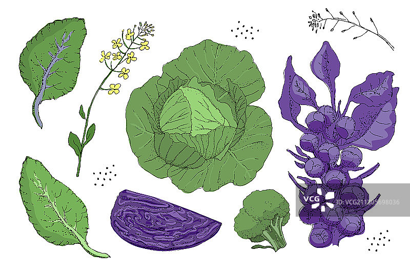 卷心菜素材图片素材