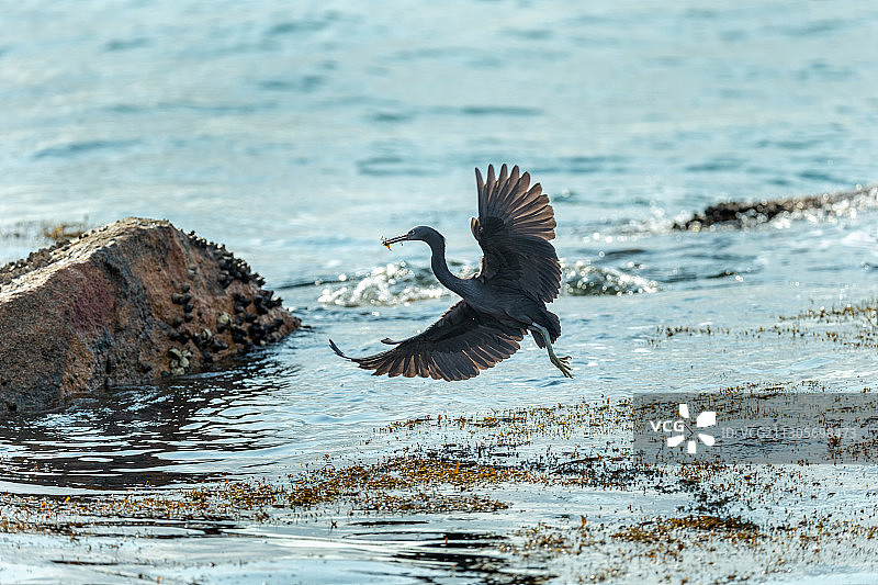 生活于热带和亚热带海洋，栖息在多岩礁海岛和海岸岩石上的岩鹭鸟图片素材