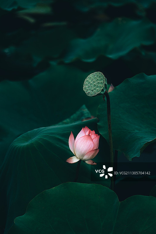 含苞待放的荷花和莲蓬图片素材