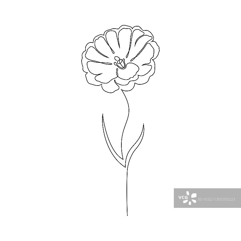 白色背景上的洋桔梗花图片素材