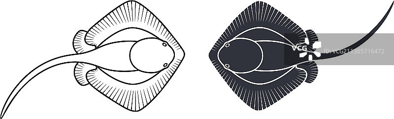 黄貂鱼图片素材