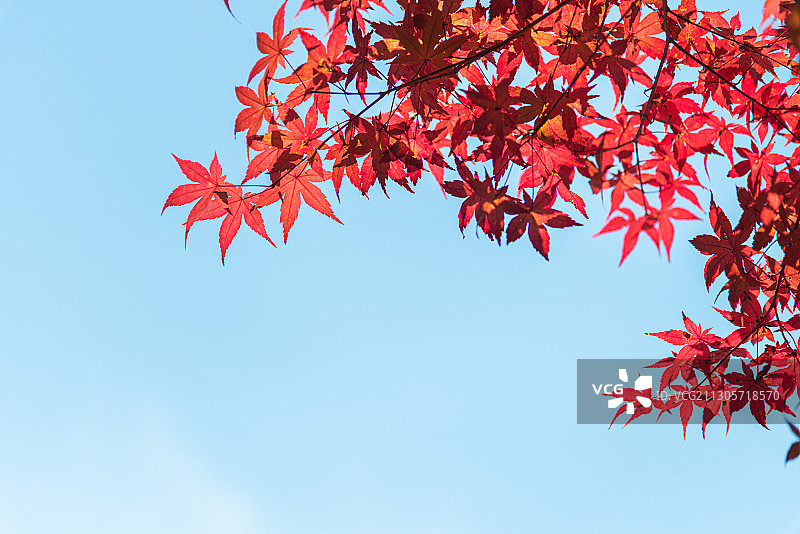 秋天公园里红色的枫叶图片素材