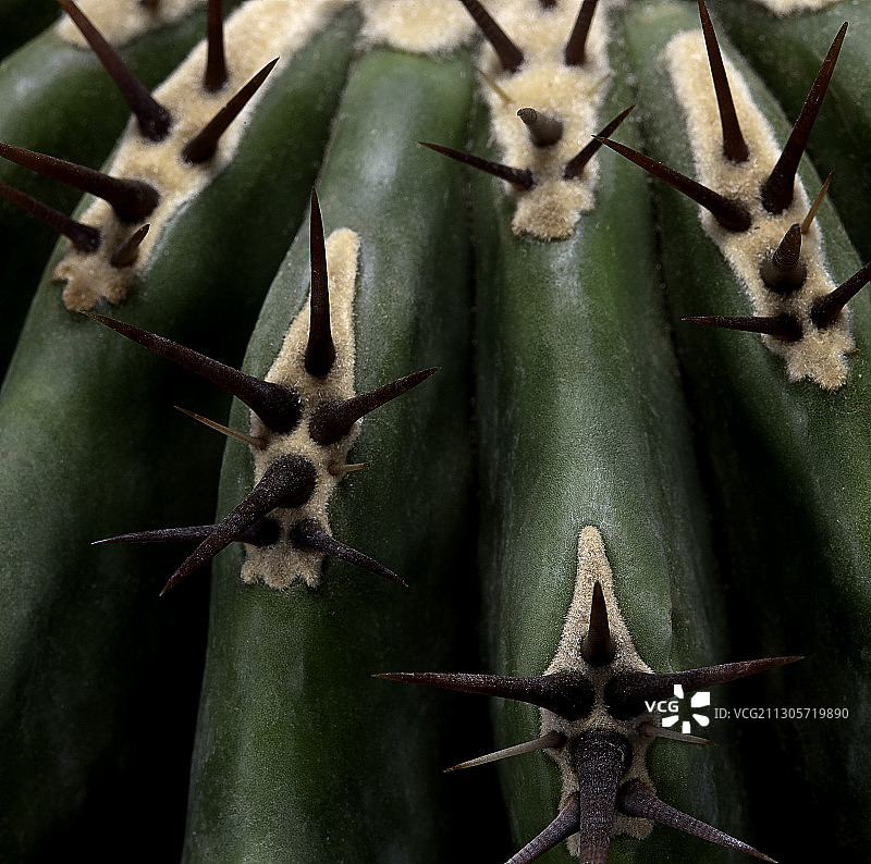 巨型金琥仙人球图片素材