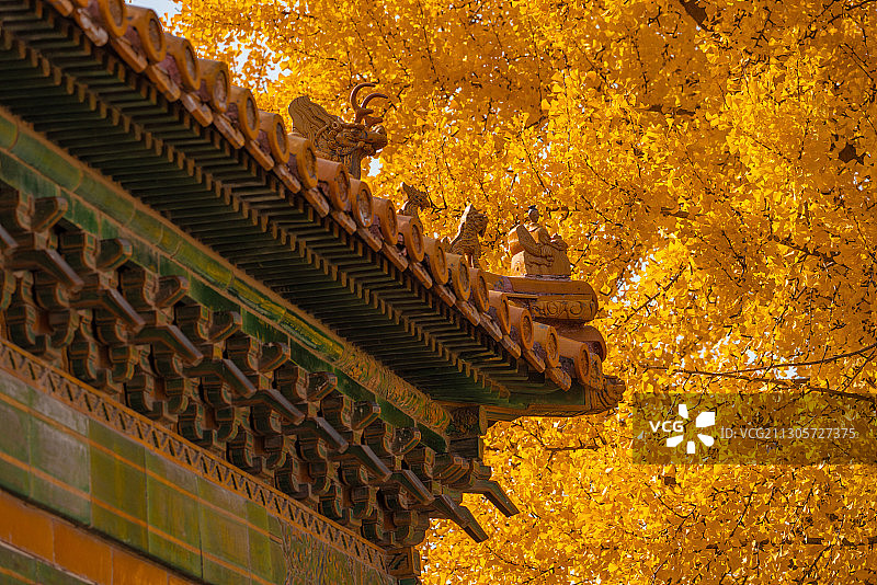 深秋北京故宫延禧宫金黄的银杏与宫殿屋脊角兽相互映衬图片素材