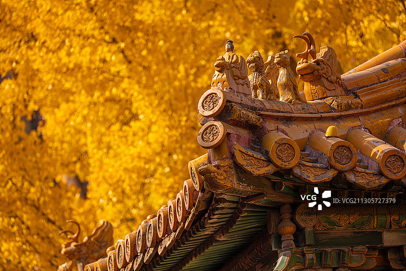 深秋北京故宫延禧宫金黄的银杏与宫殿屋脊角兽相互映衬图片素材