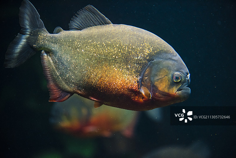 红色食人鱼图片素材