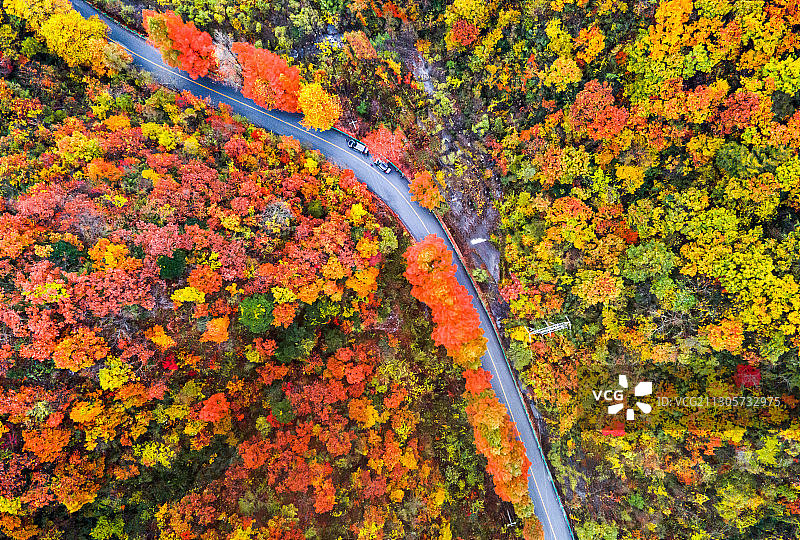 陕西汉中留坝县，深秋的彩林图片素材