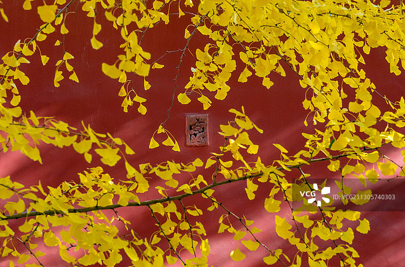 金色银杏与故宫红墙之美图片素材