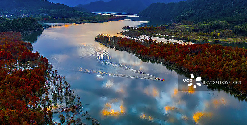 红杉船影+安徽省宣城市宁国市方塘乡红杉林图片素材