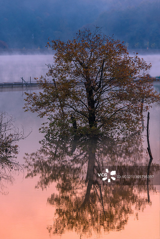 晨光树影图片素材