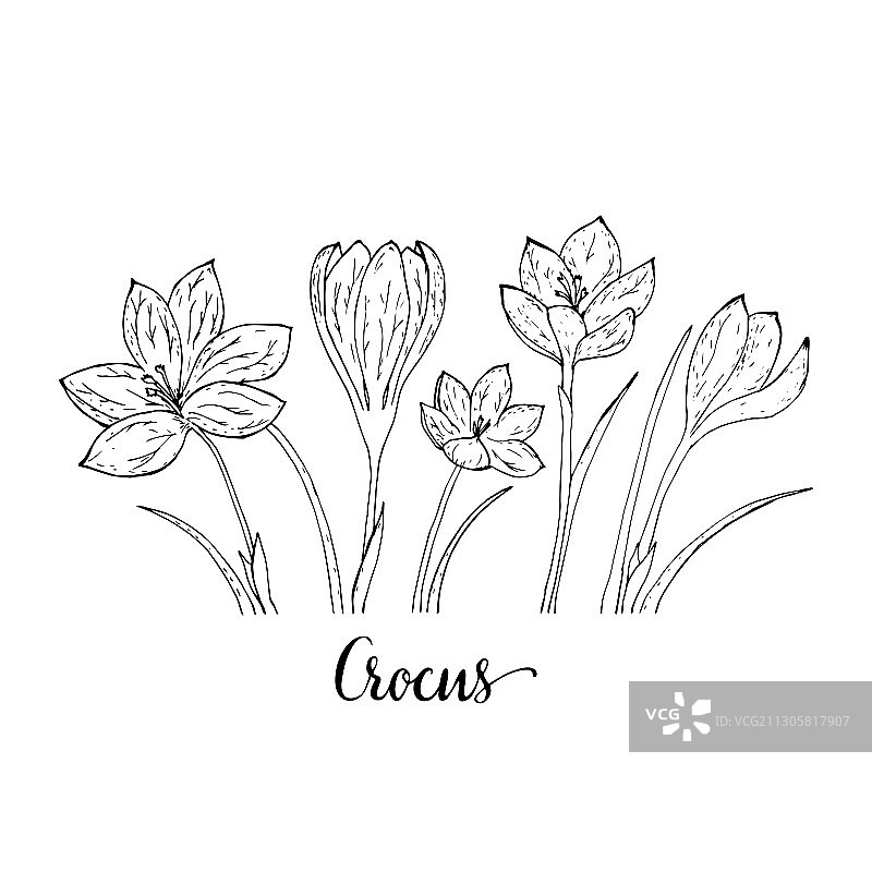 藏红花素描图片素材