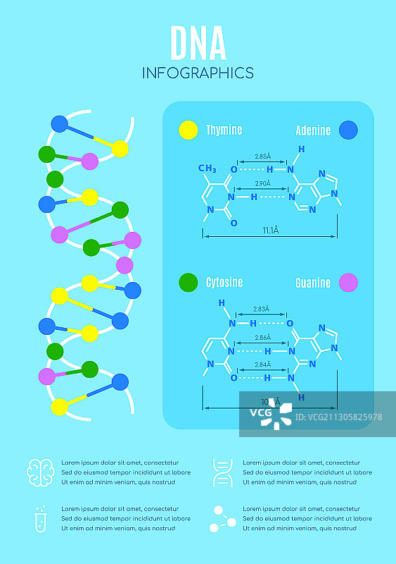DNA结构与核苷酸碱基教育图片素材