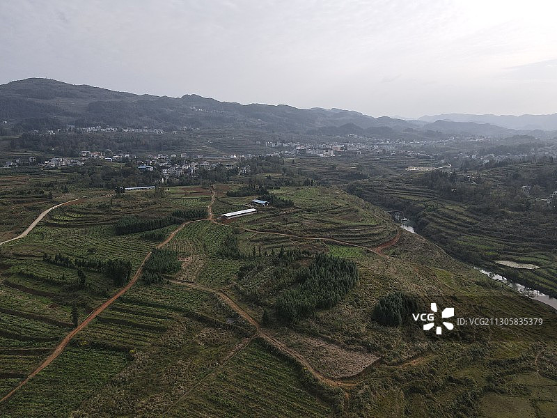 重庆秀山油茶产业蓬勃发展图片素材