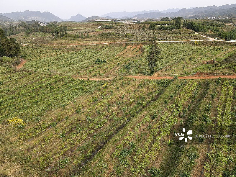 重庆秀山油茶产业蓬勃发展图片素材